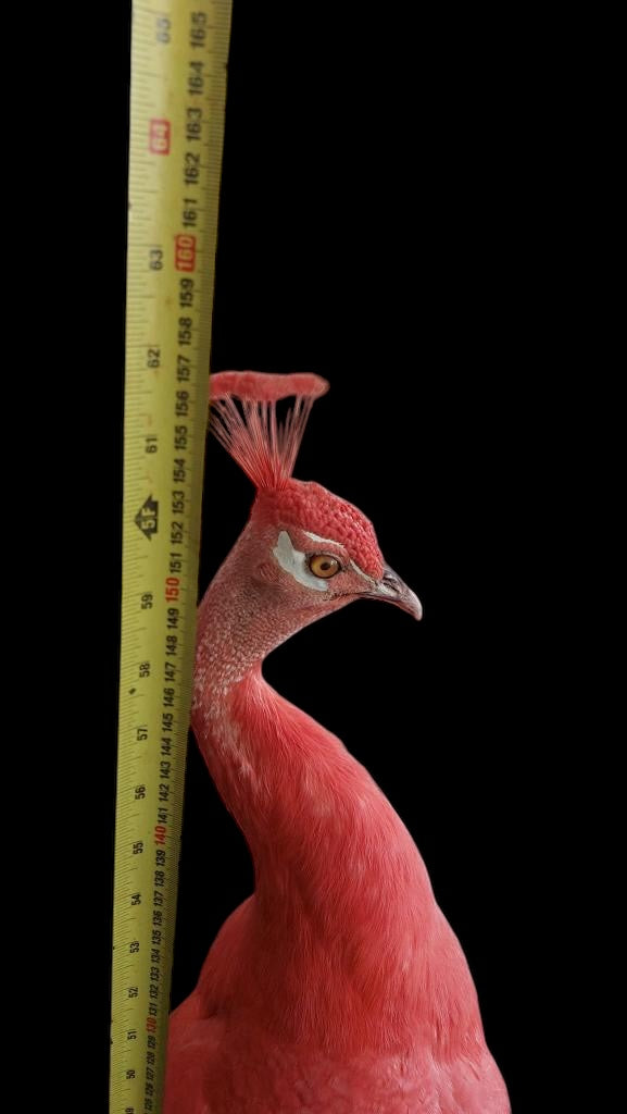 A stunning full adult male Peacock taxidermy dyed Pink on stand