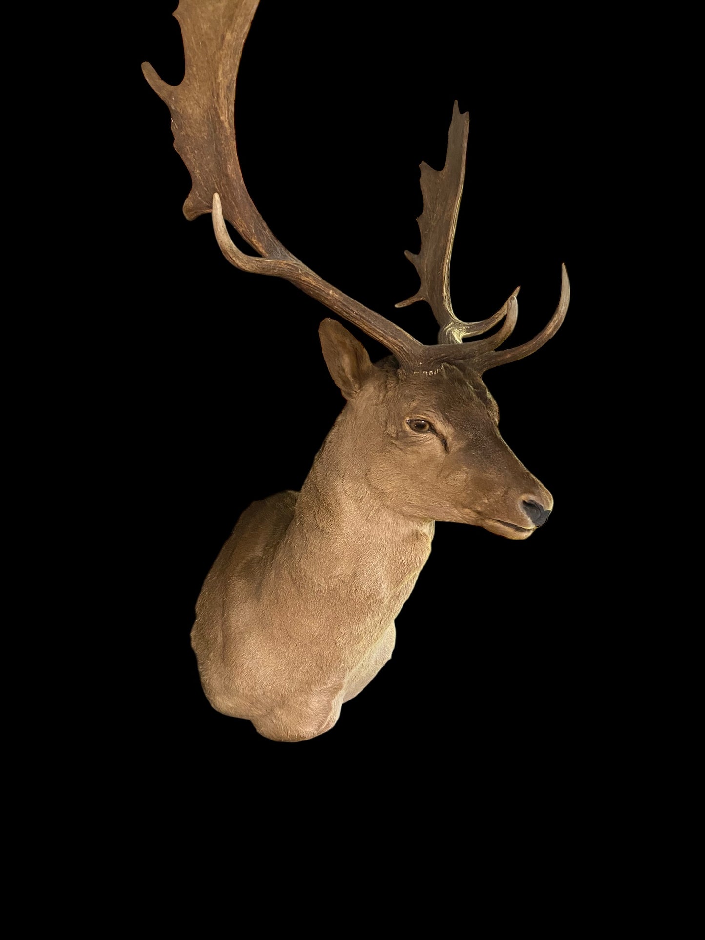 Large taxidermy Fallow deer stag wall mount
