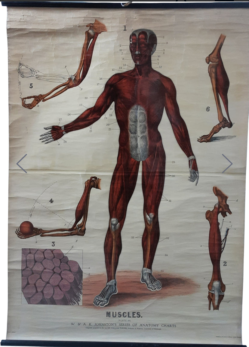 Large anatomical wall chart by A & AK Johnson