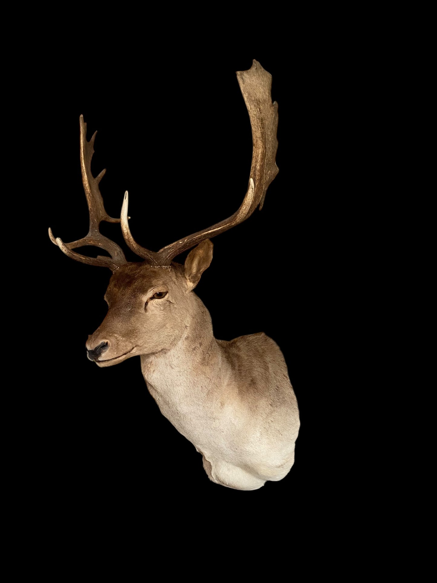Large taxidermy Fallow deer stag wall mount