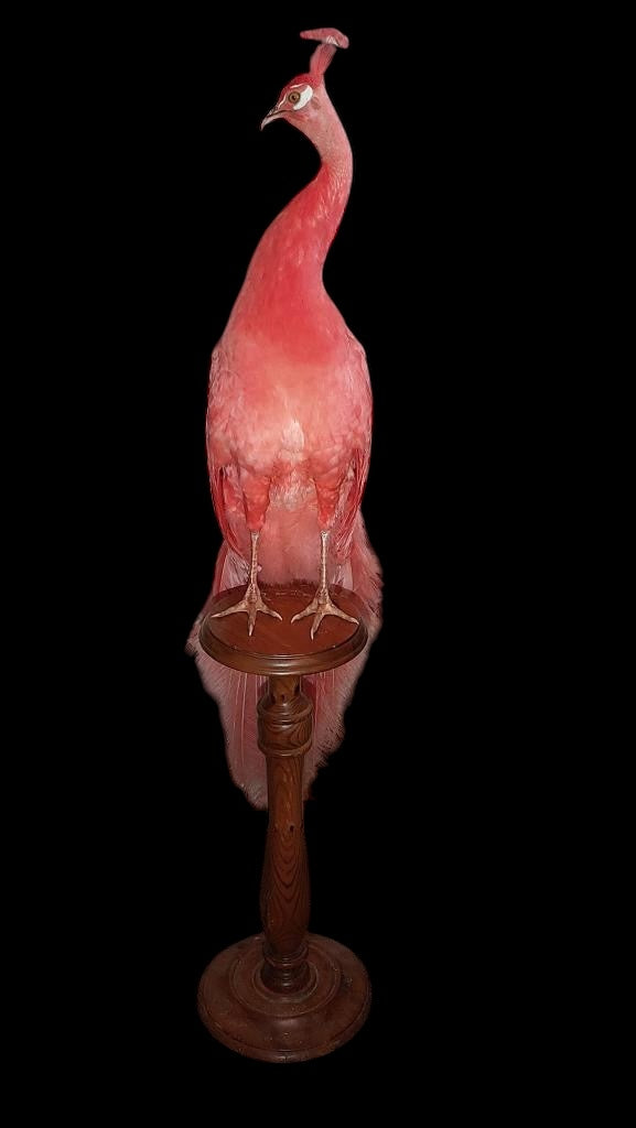A stunning full adult male Peacock taxidermy dyed Pink on stand
