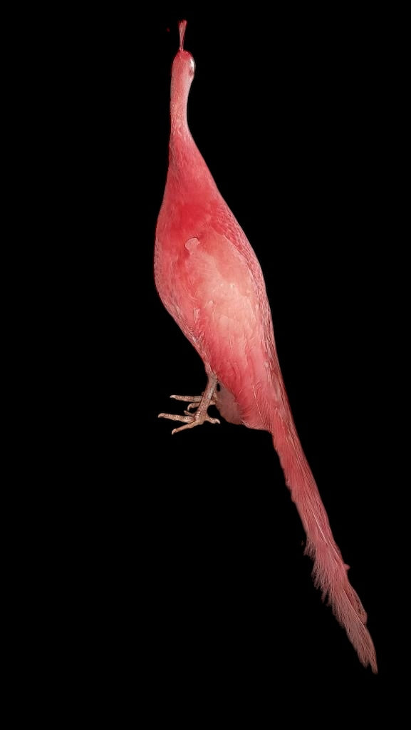 A stunning full adult male Peacock taxidermy dyed Pink on stand