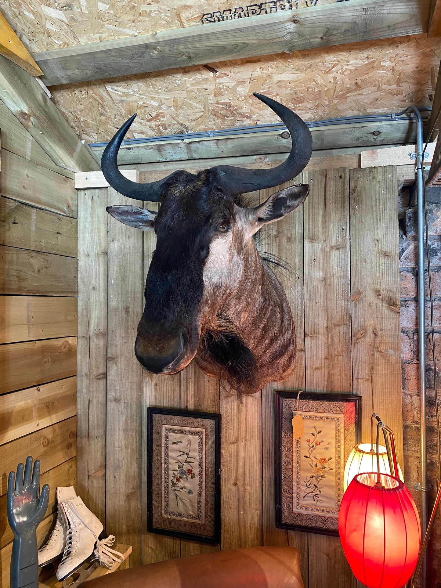 Taxidermy blue wildebeest