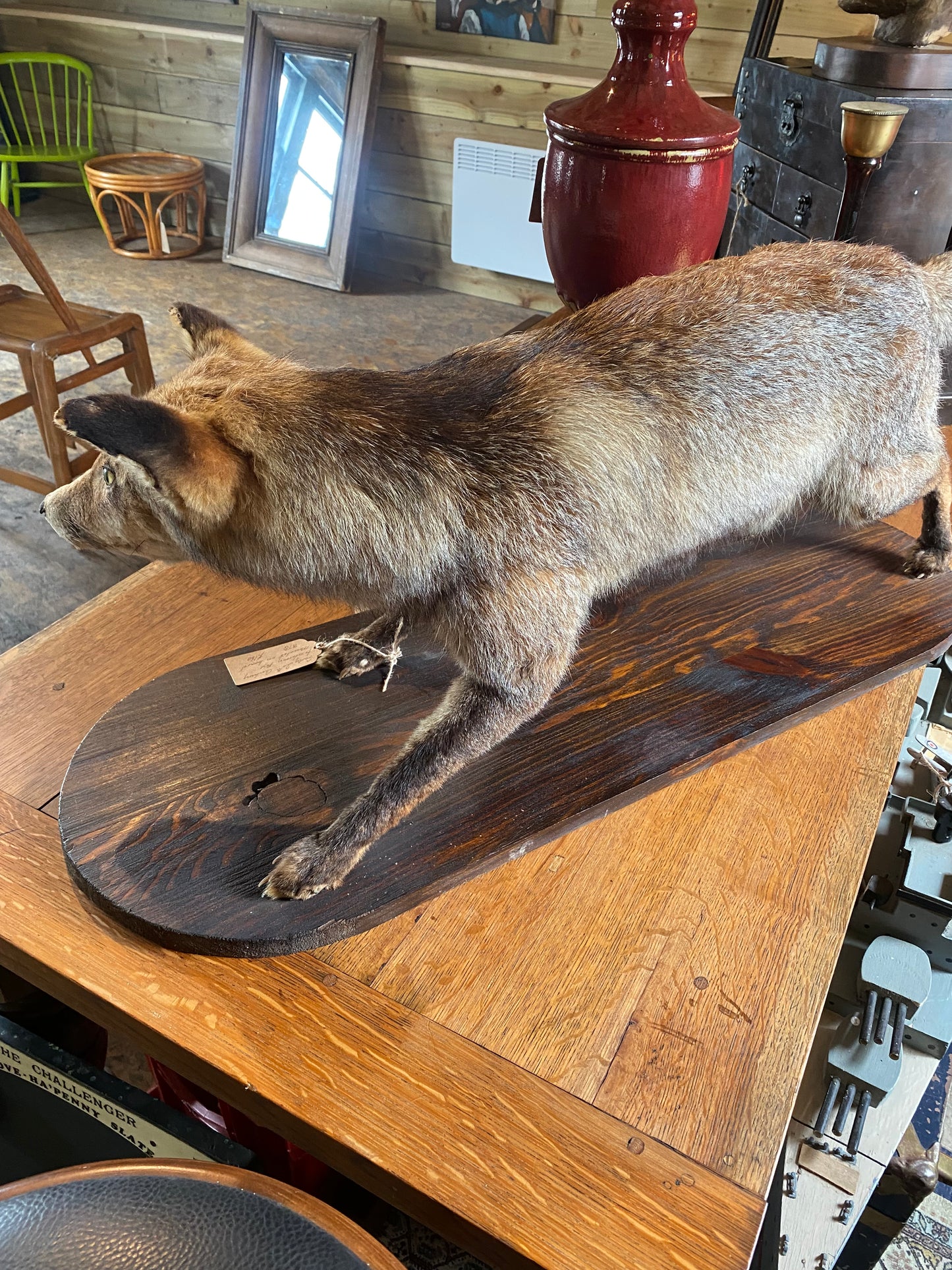 Vintage taxidermy red fox on wooden base
