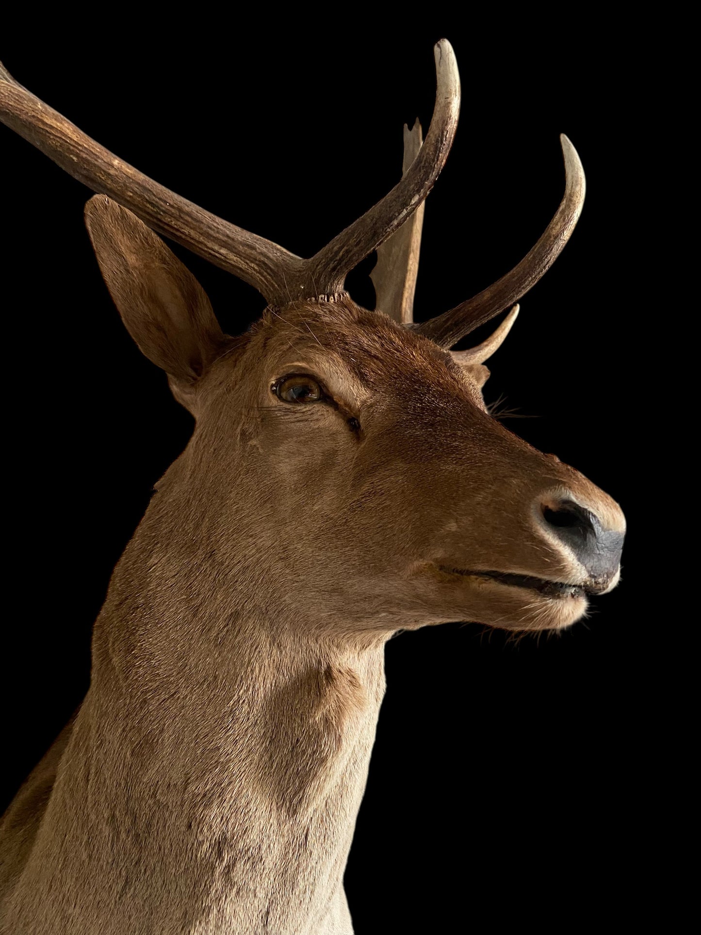 Large taxidermy Fallow deer stag wall mount