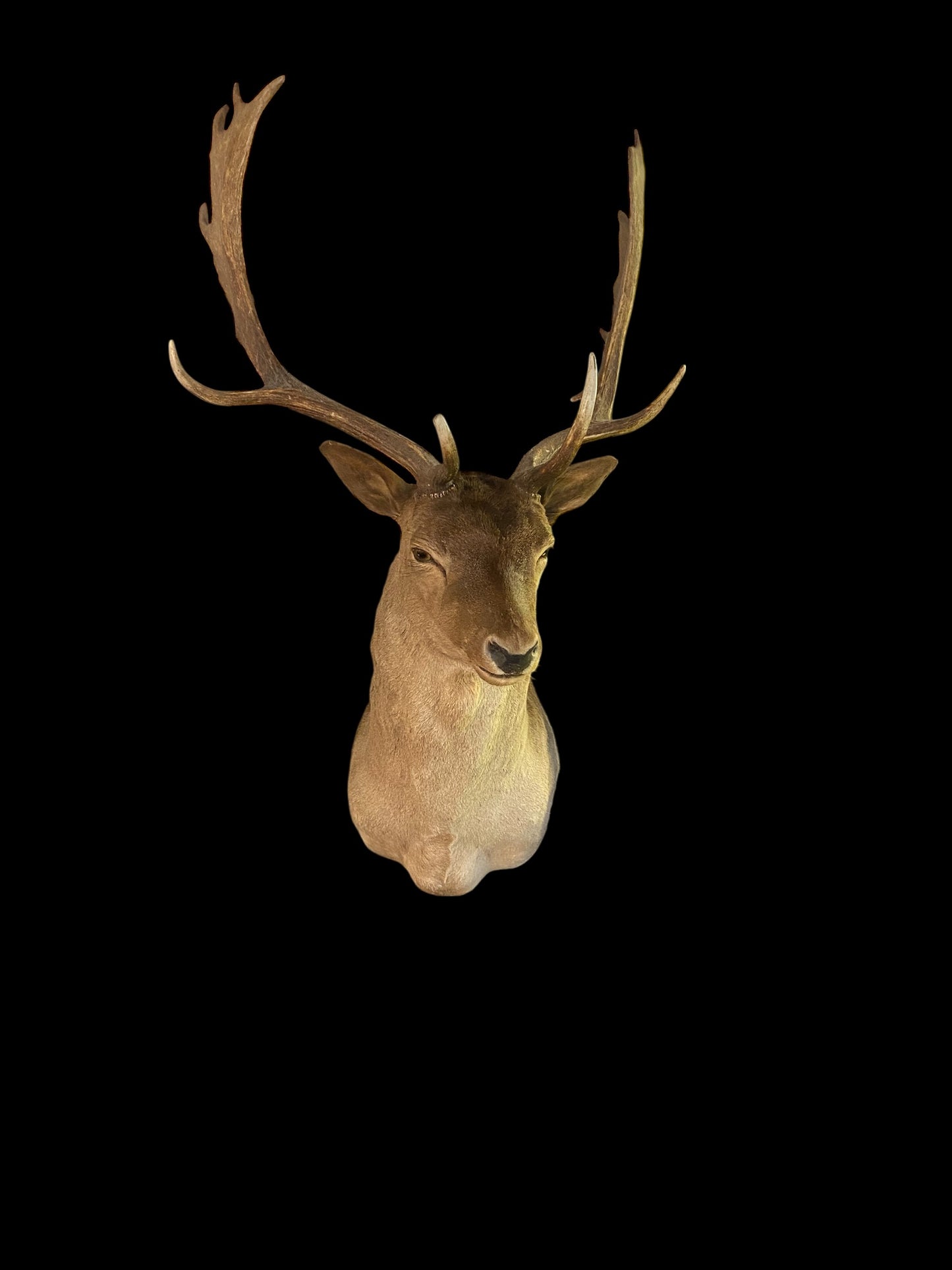 Large taxidermy Fallow deer stag wall mount