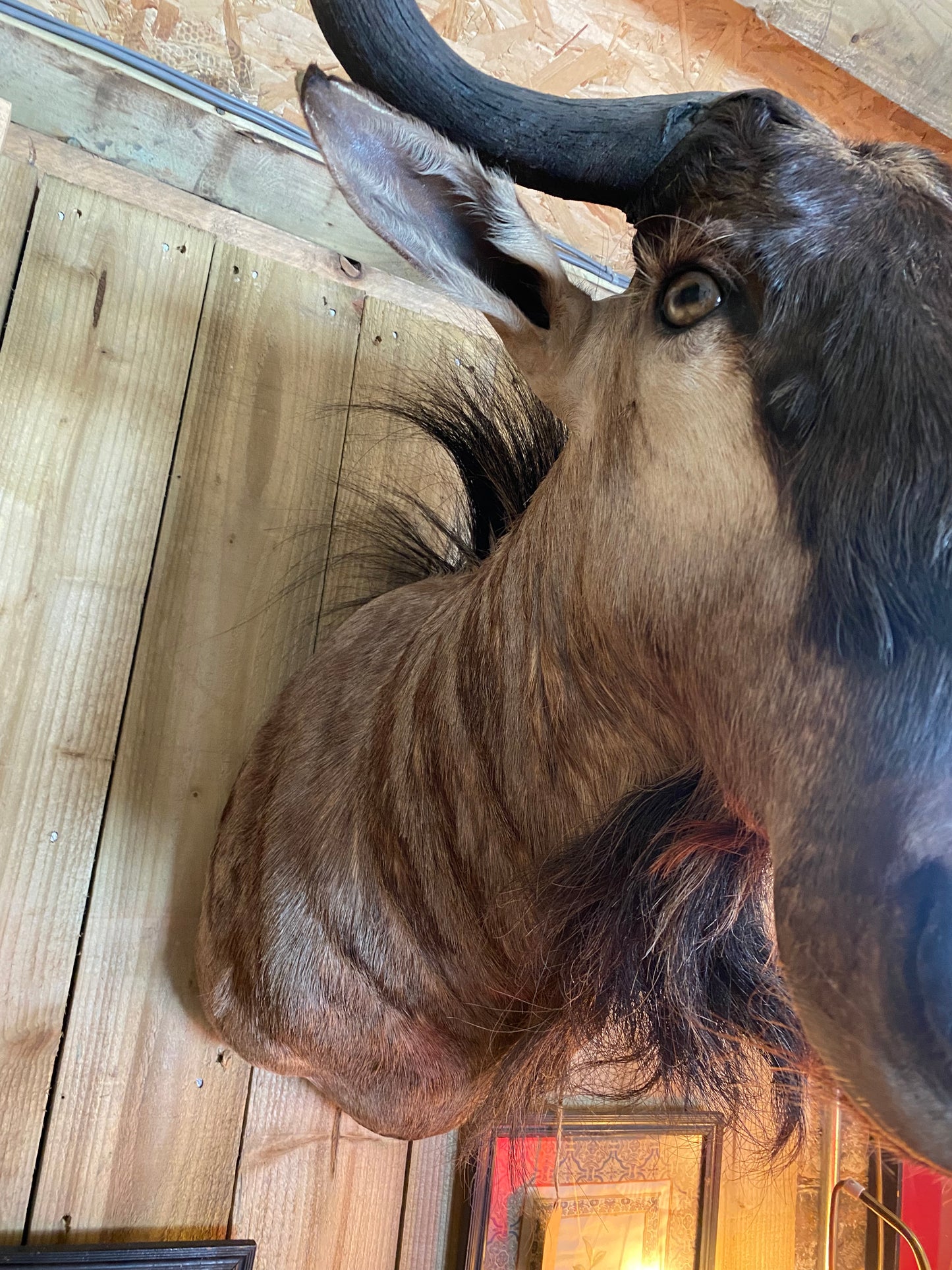 Taxidermy blue wildebeest