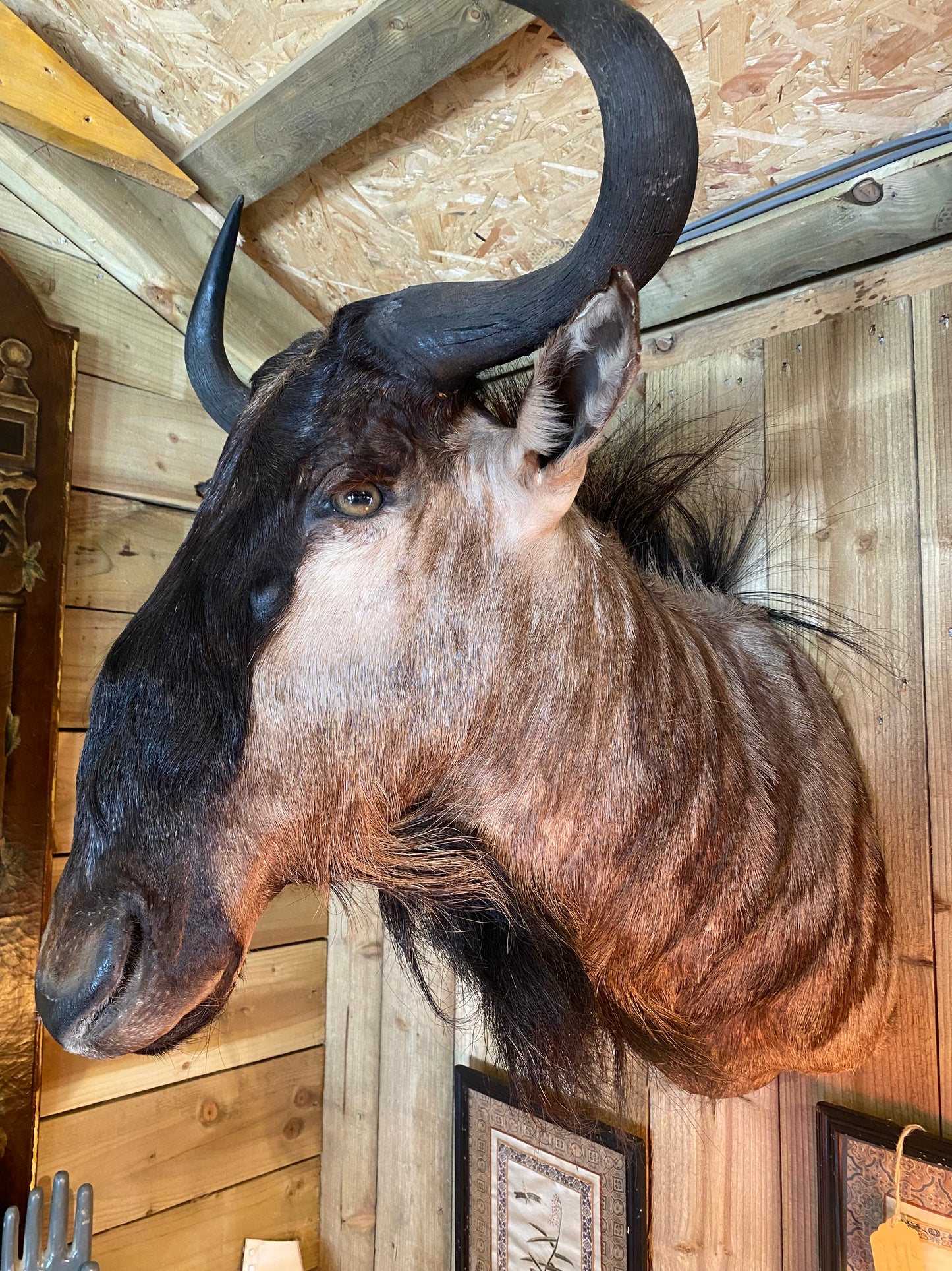Taxidermy blue wildebeest