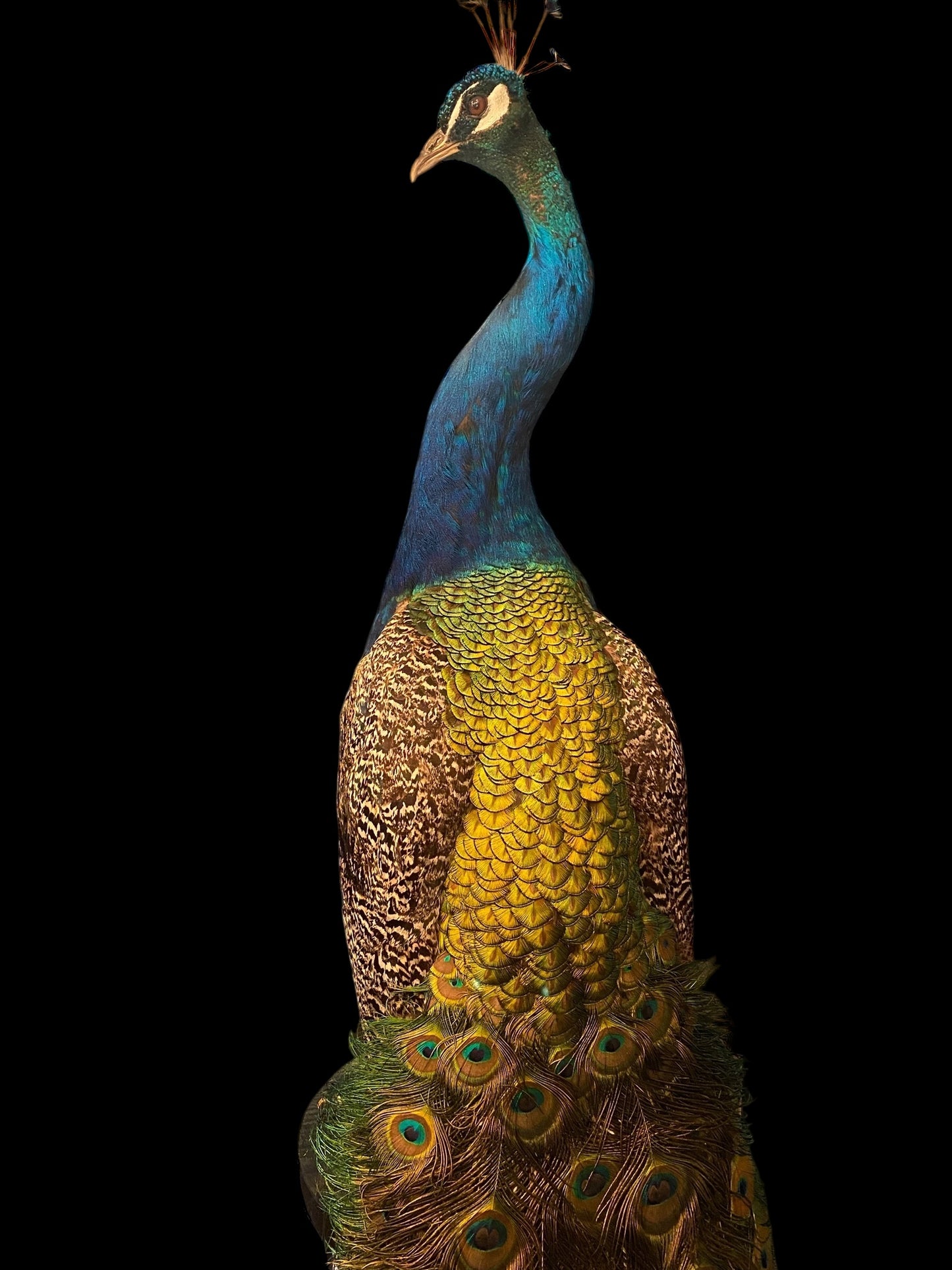 Large male Peacock taxidermy specimen on wooden plinth