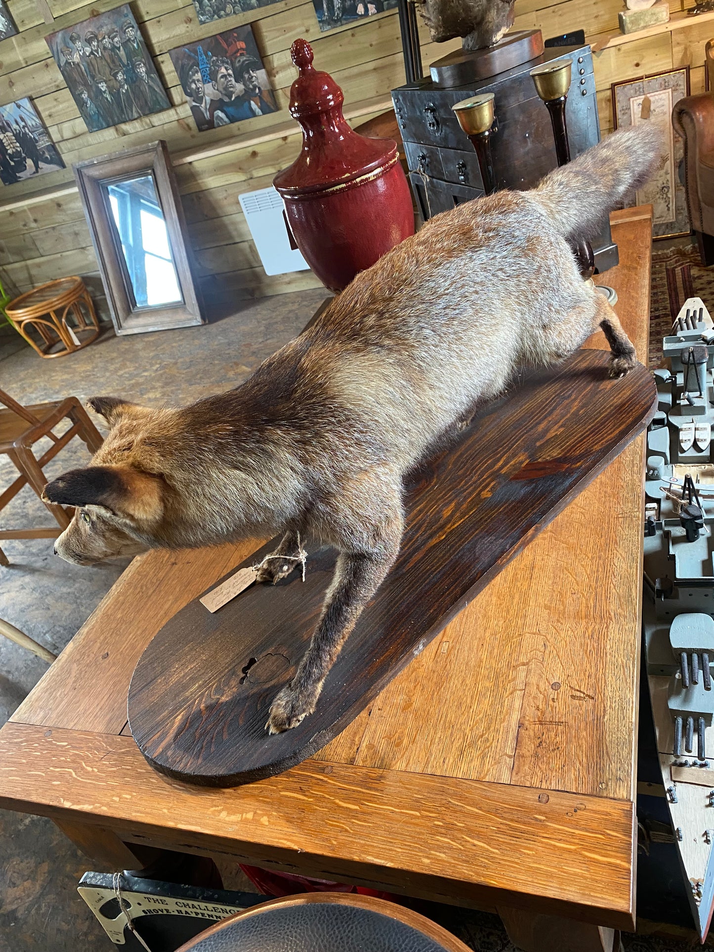 Vintage taxidermy red fox on wooden base