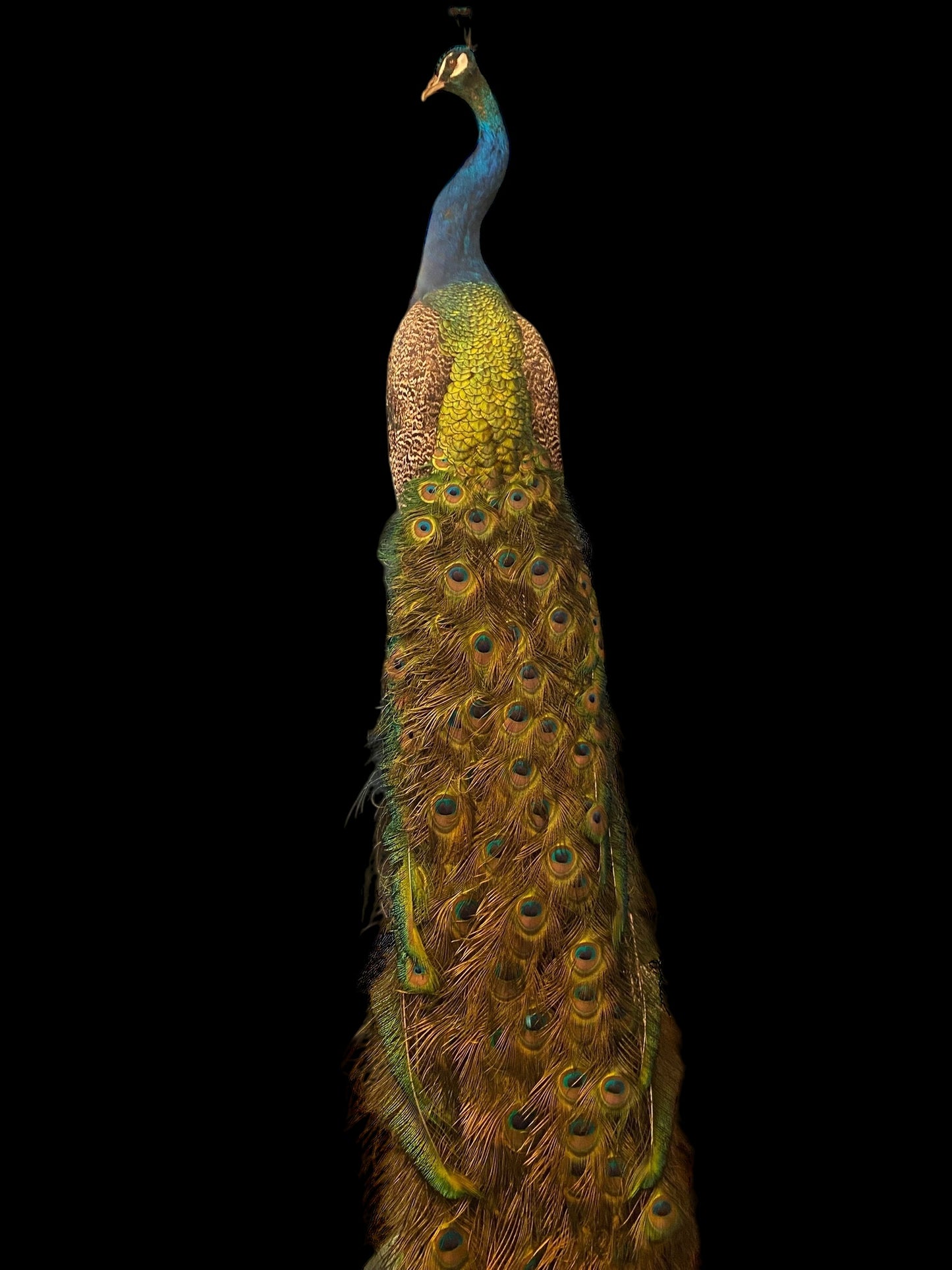 Large male Peacock taxidermy specimen on wooden plinth