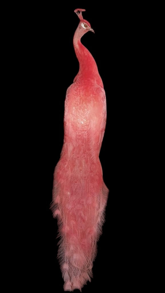 A stunning full adult male Peacock taxidermy dyed Pink on stand