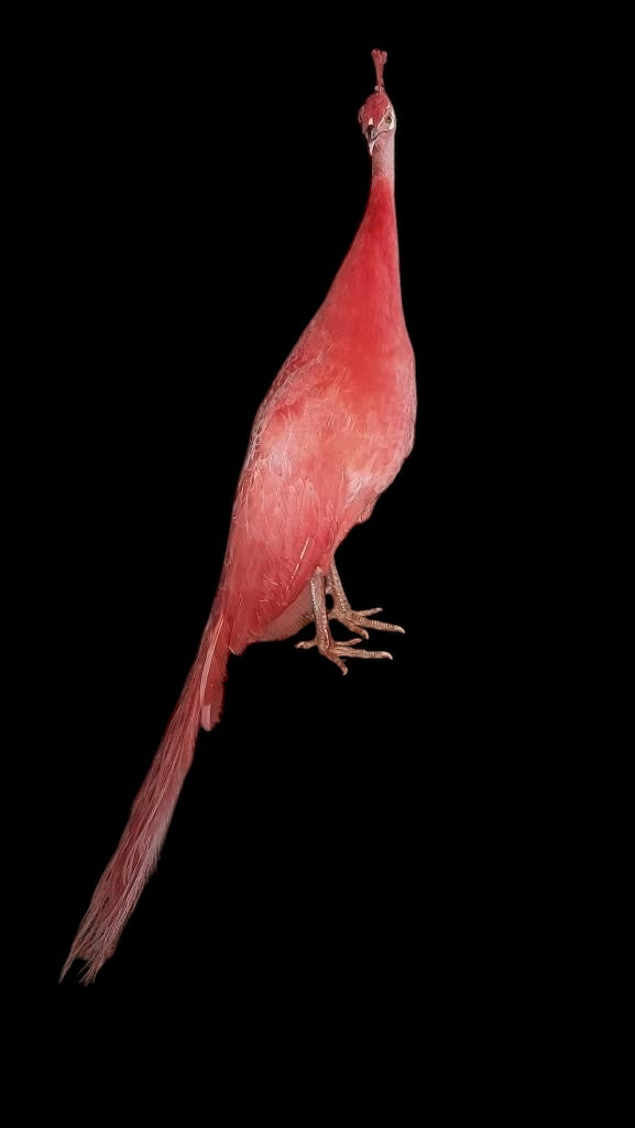 A stunning full adult male Peacock taxidermy dyed Pink on stand