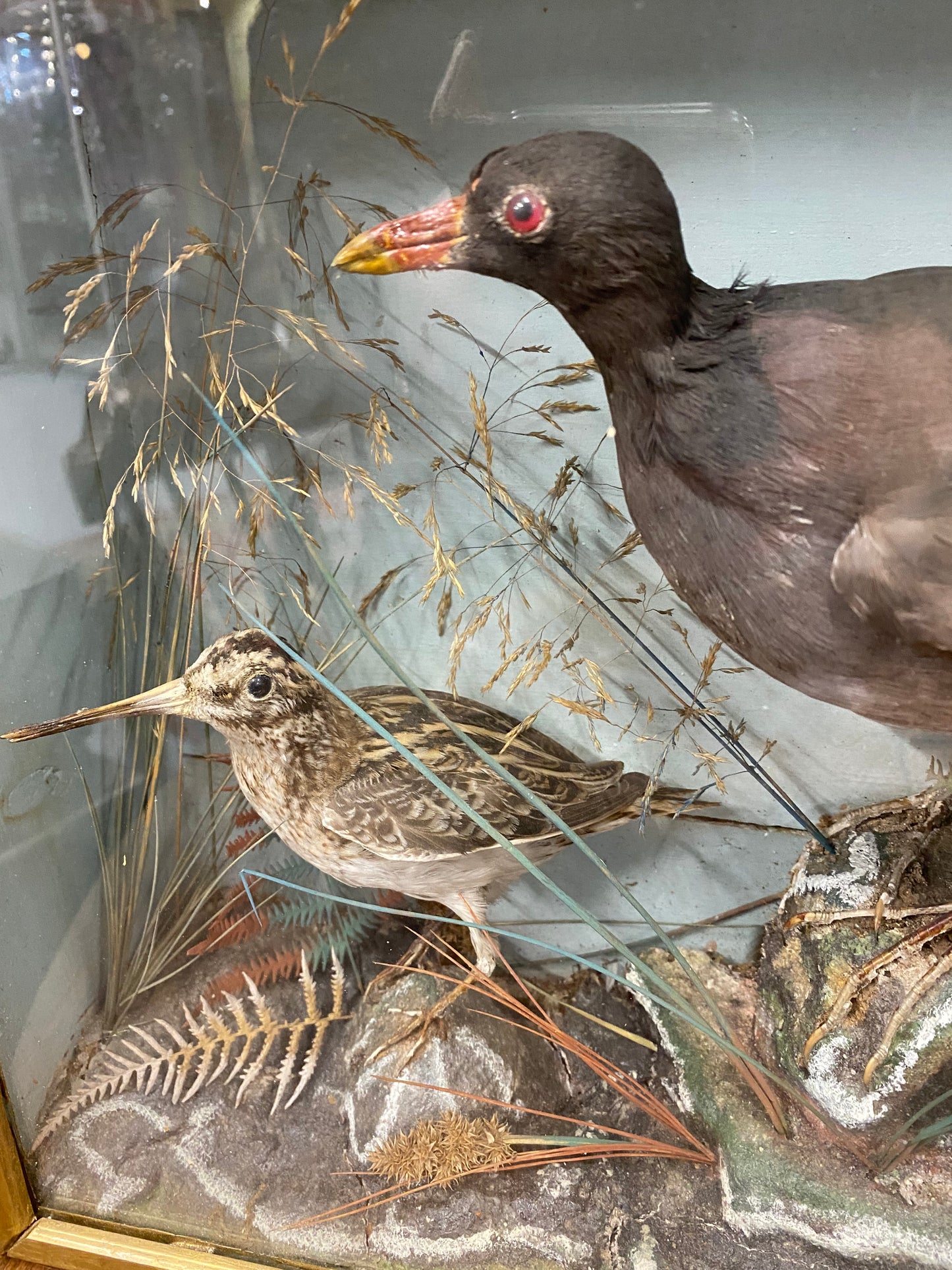 Late Victorian taxidermy bird display