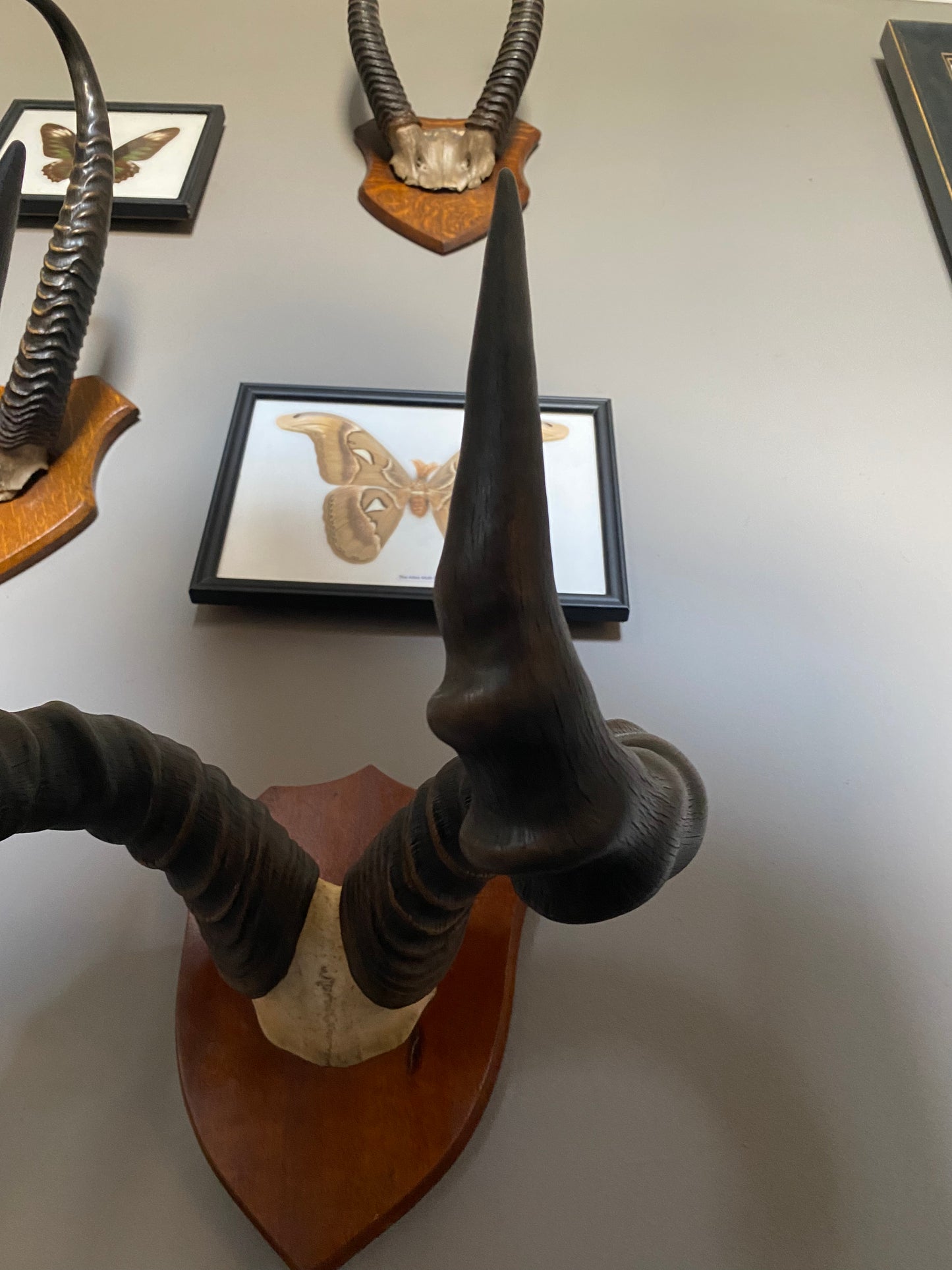 As set of early 20th Century African Hartebeest horns