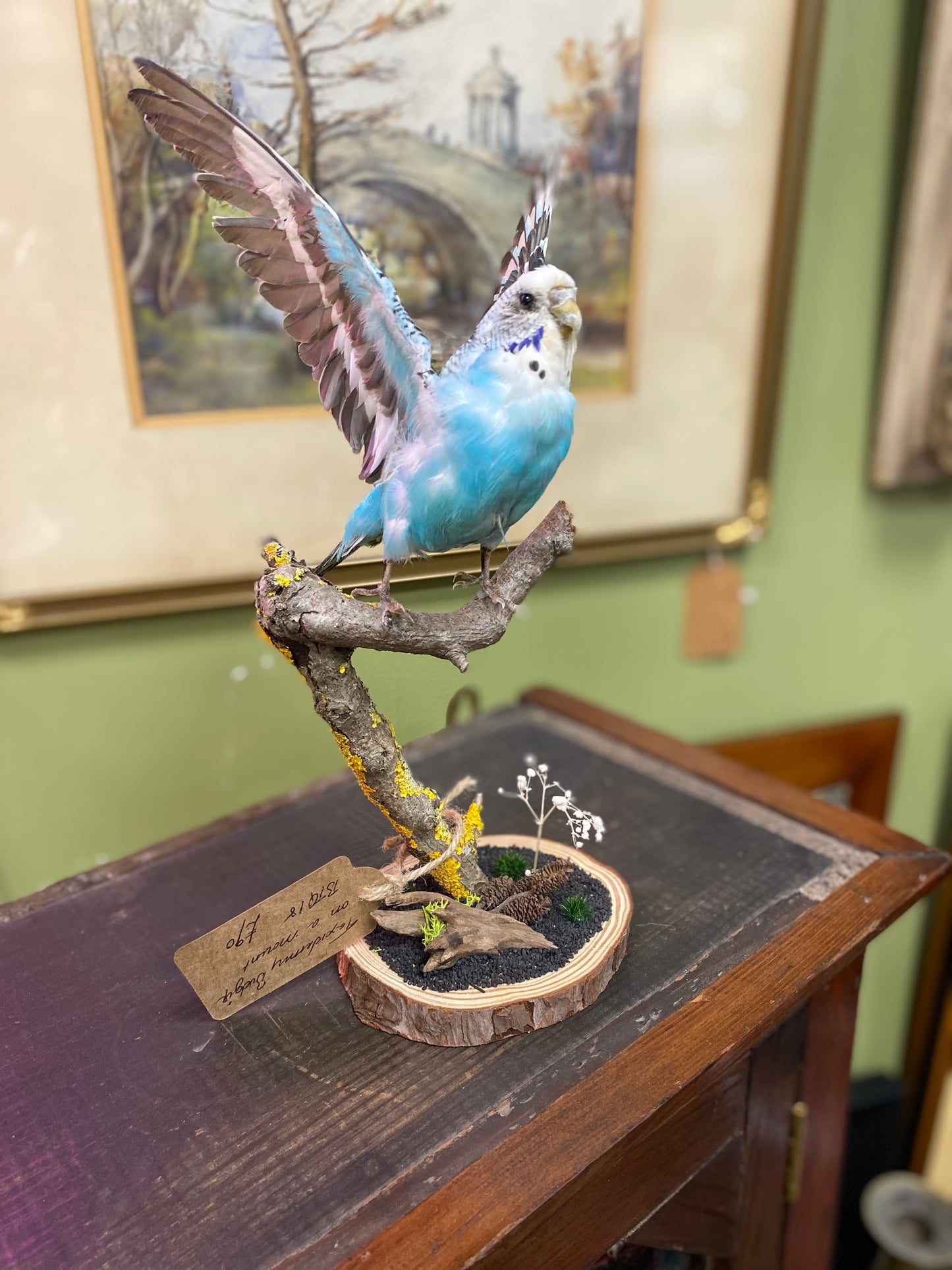 Taxidermy blue budgie on naturalistic base