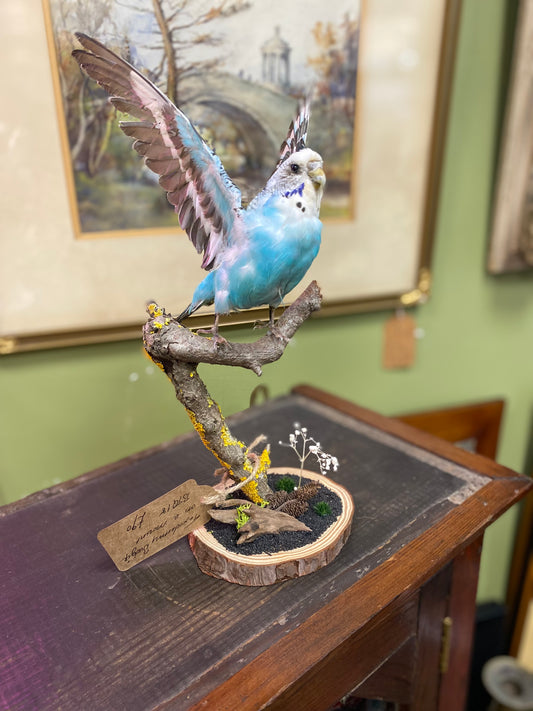 Taxidermy blue budgie on naturalistic base