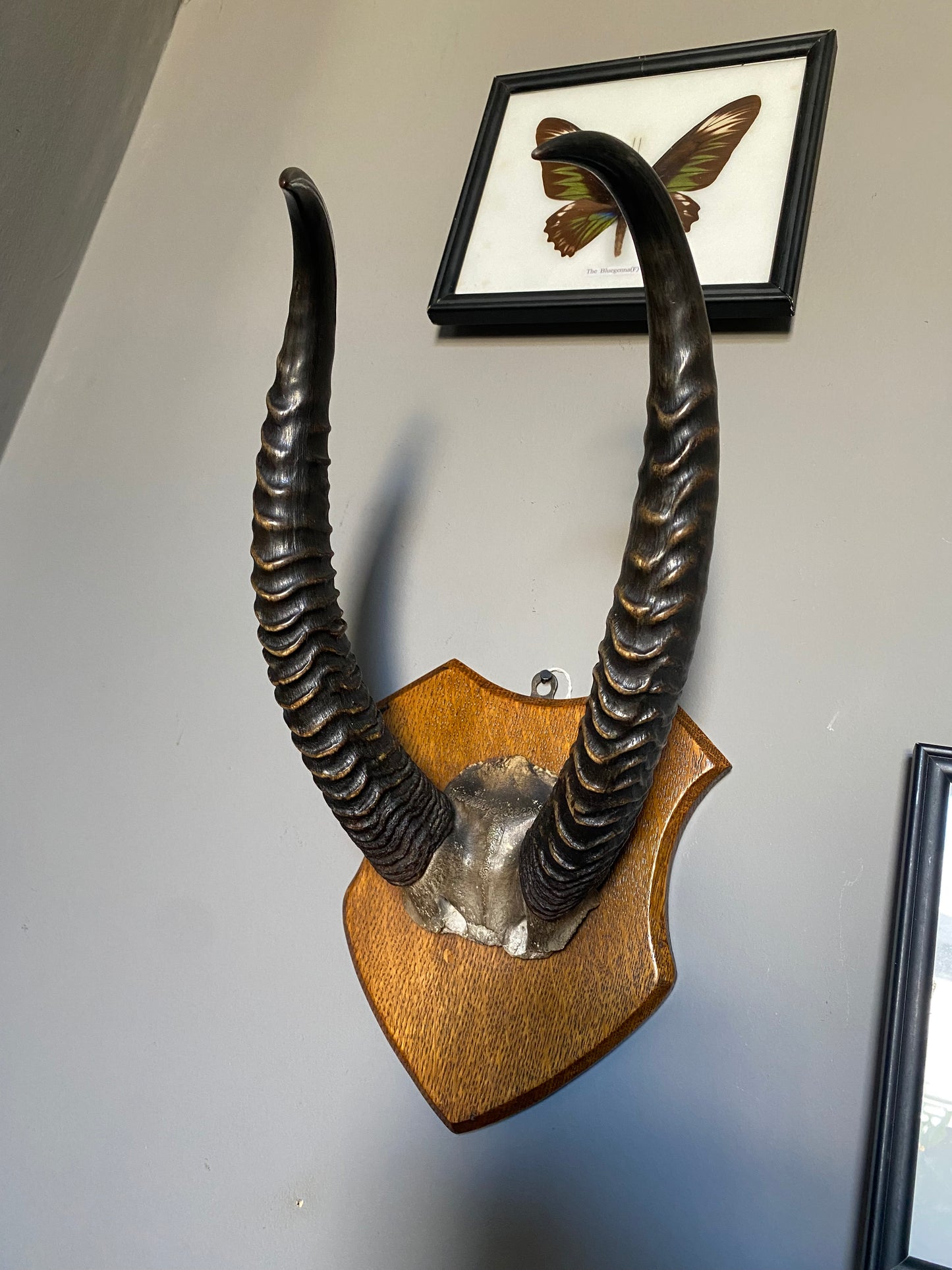 A pair of Albert Green shield mounted antelope horns