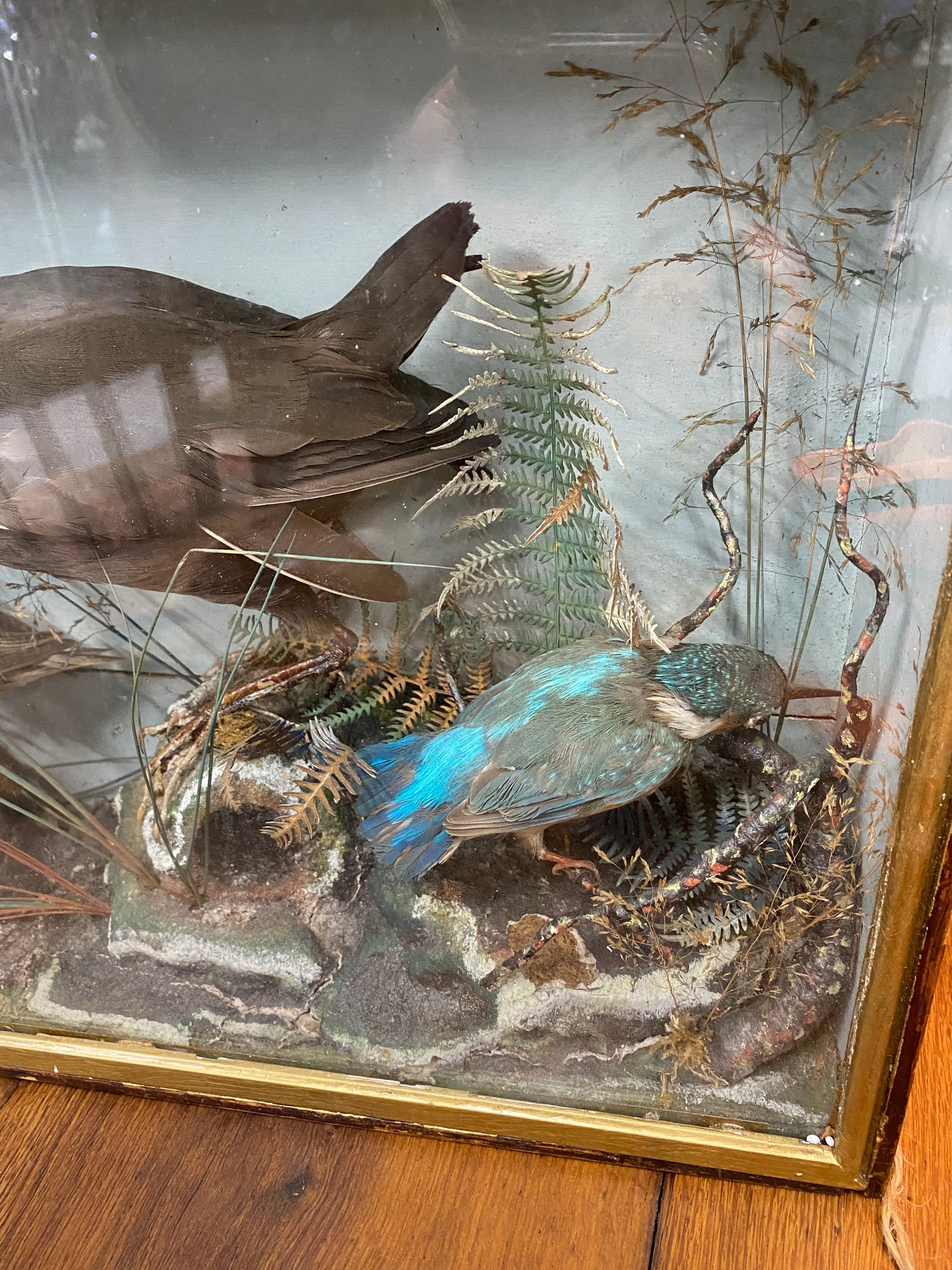 Late Victorian taxidermy bird display