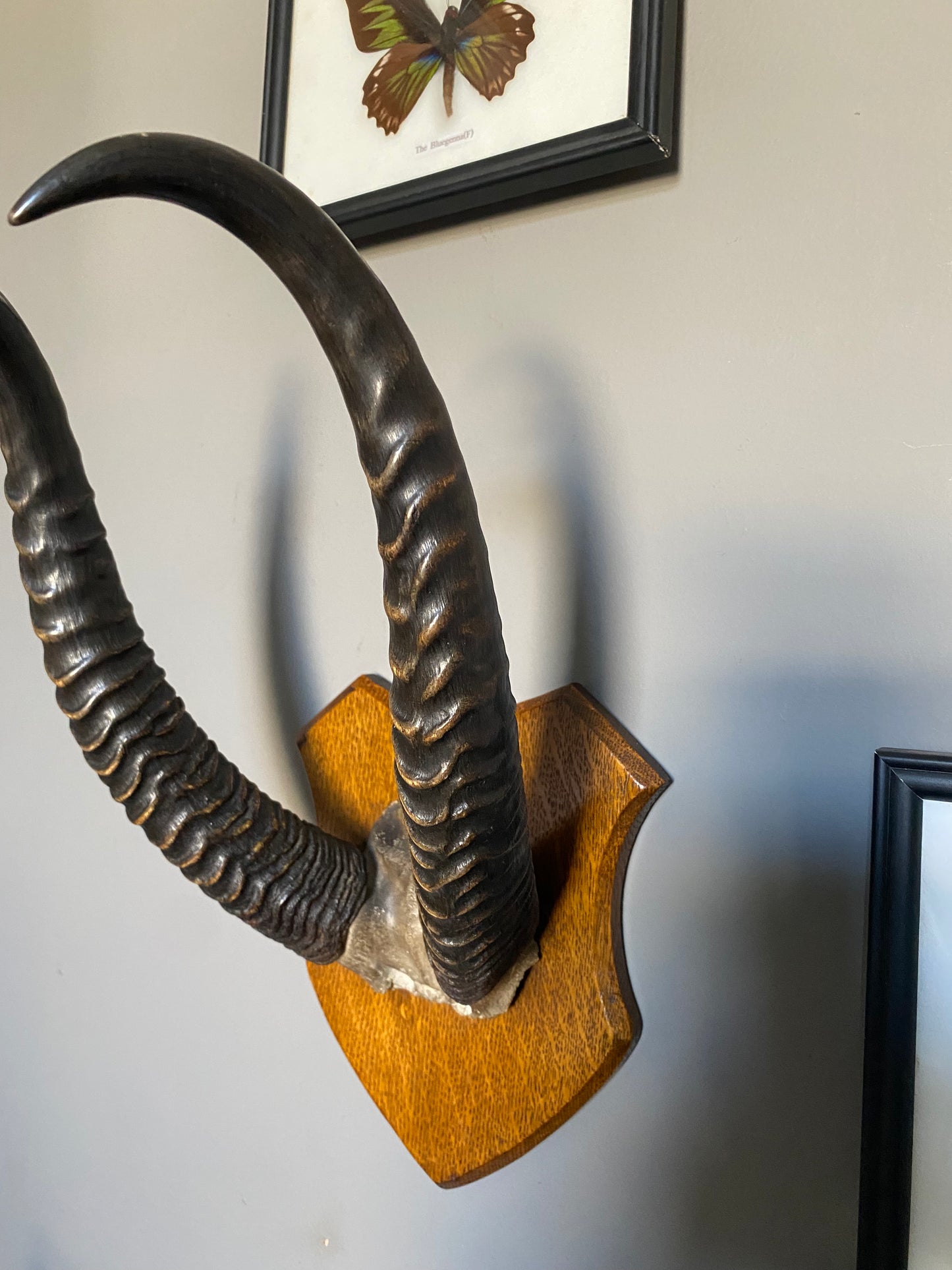 A pair of Albert Green shield mounted antelope horns