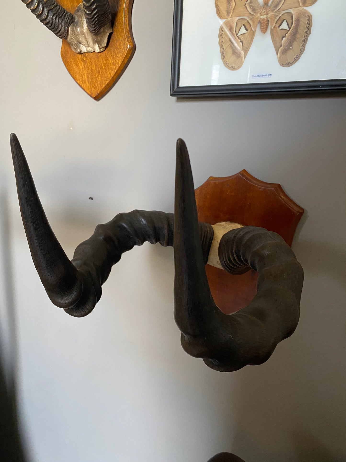 As set of early 20th Century African Hartebeest horns