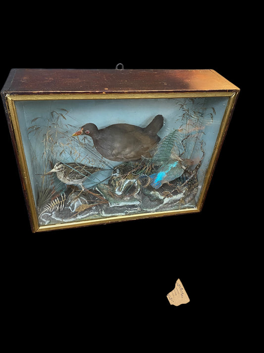 Late Victorian taxidermy bird display