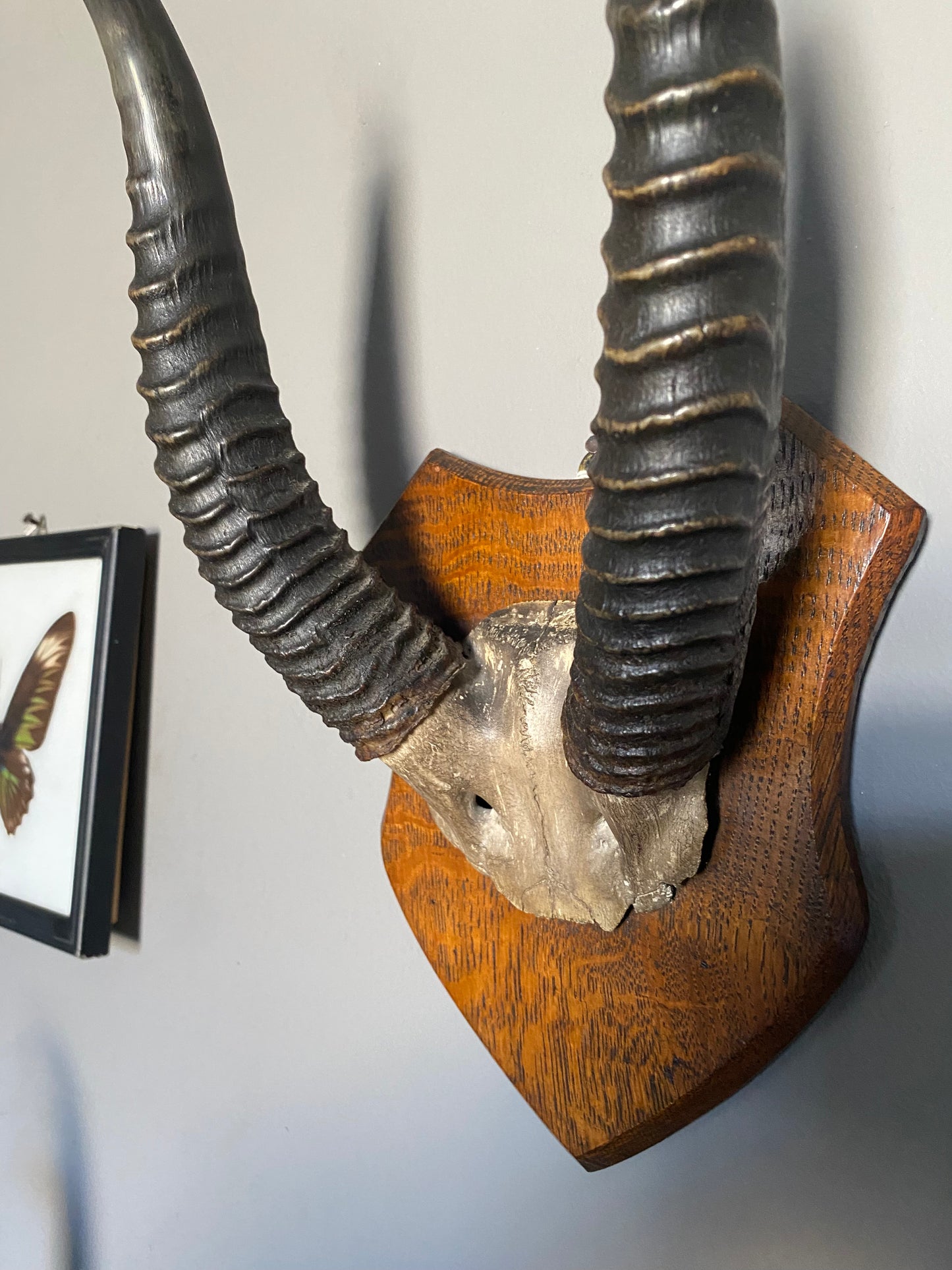 A pair of Albert Green shield mounted antelope horns