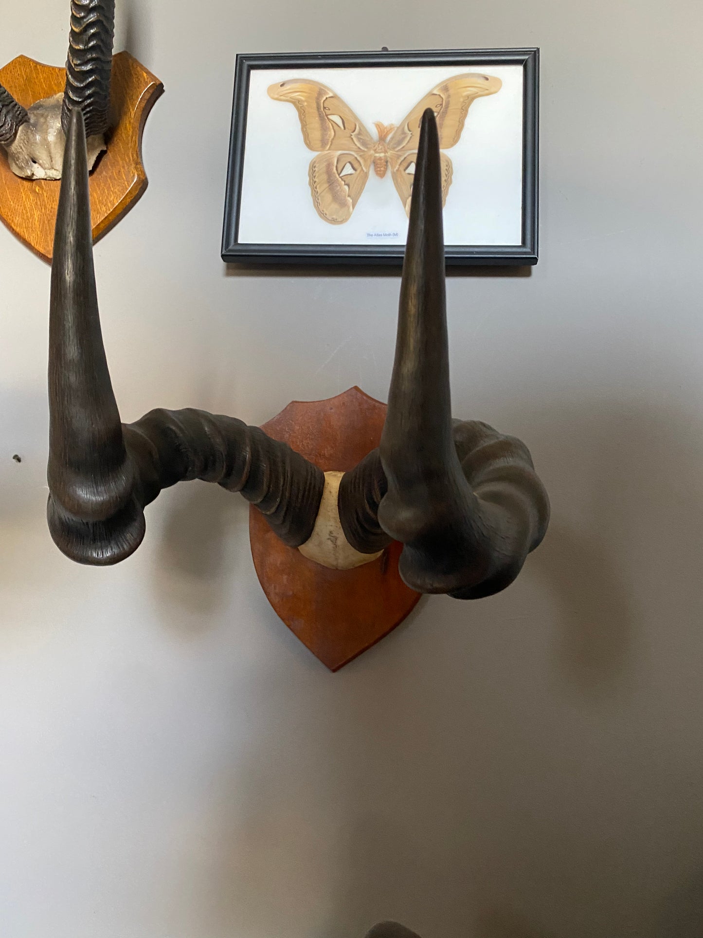 As set of early 20th Century African Hartebeest horns