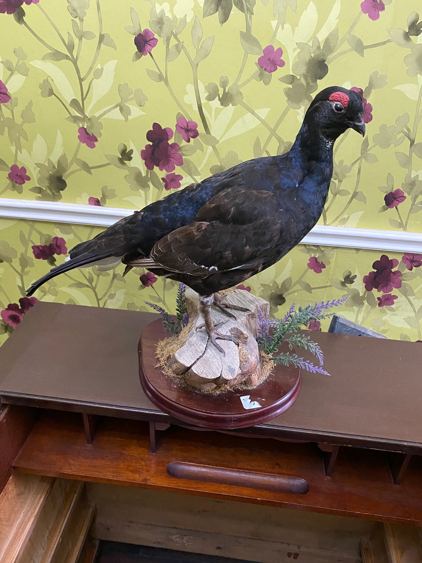 Rare mounted taxidermy of a black Grouse