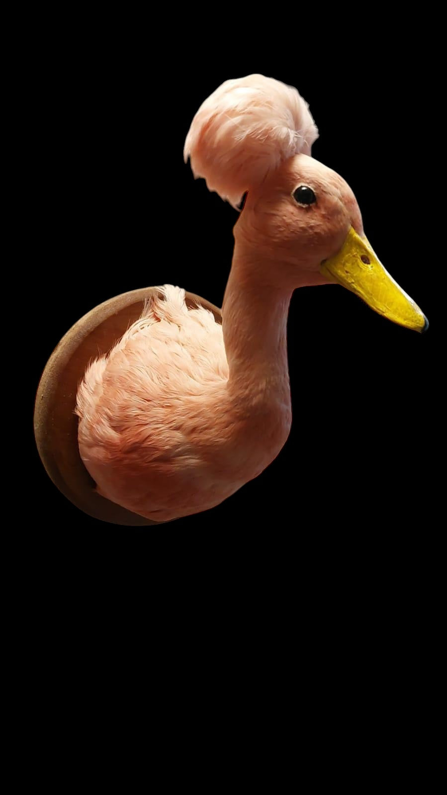 A taxidermy crested duck wall mount in Pink