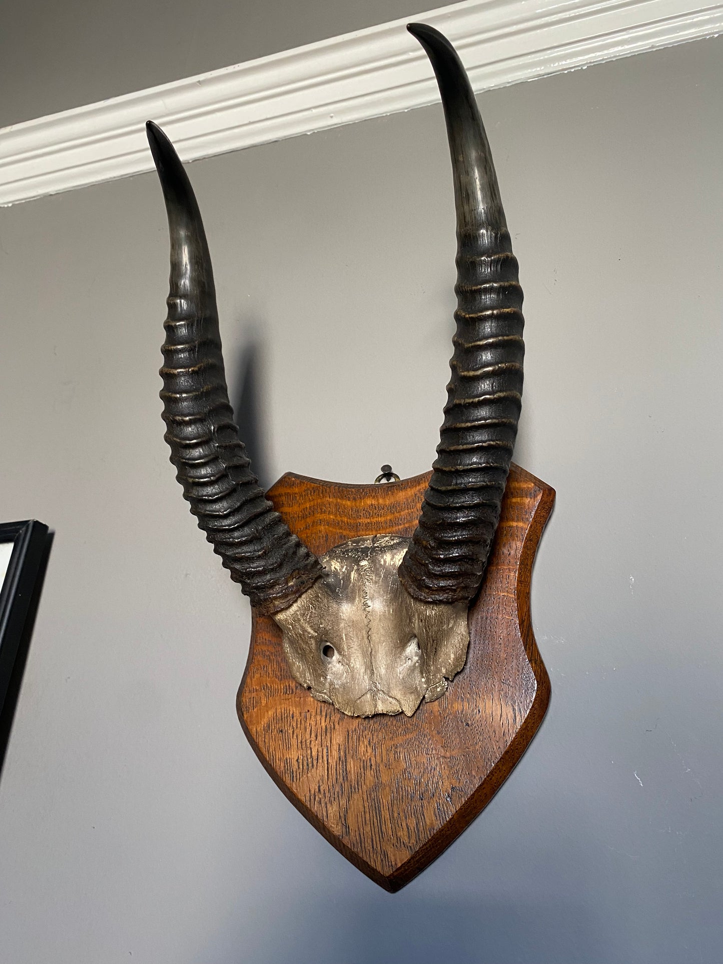 A pair of Albert Green shield mounted antelope horns