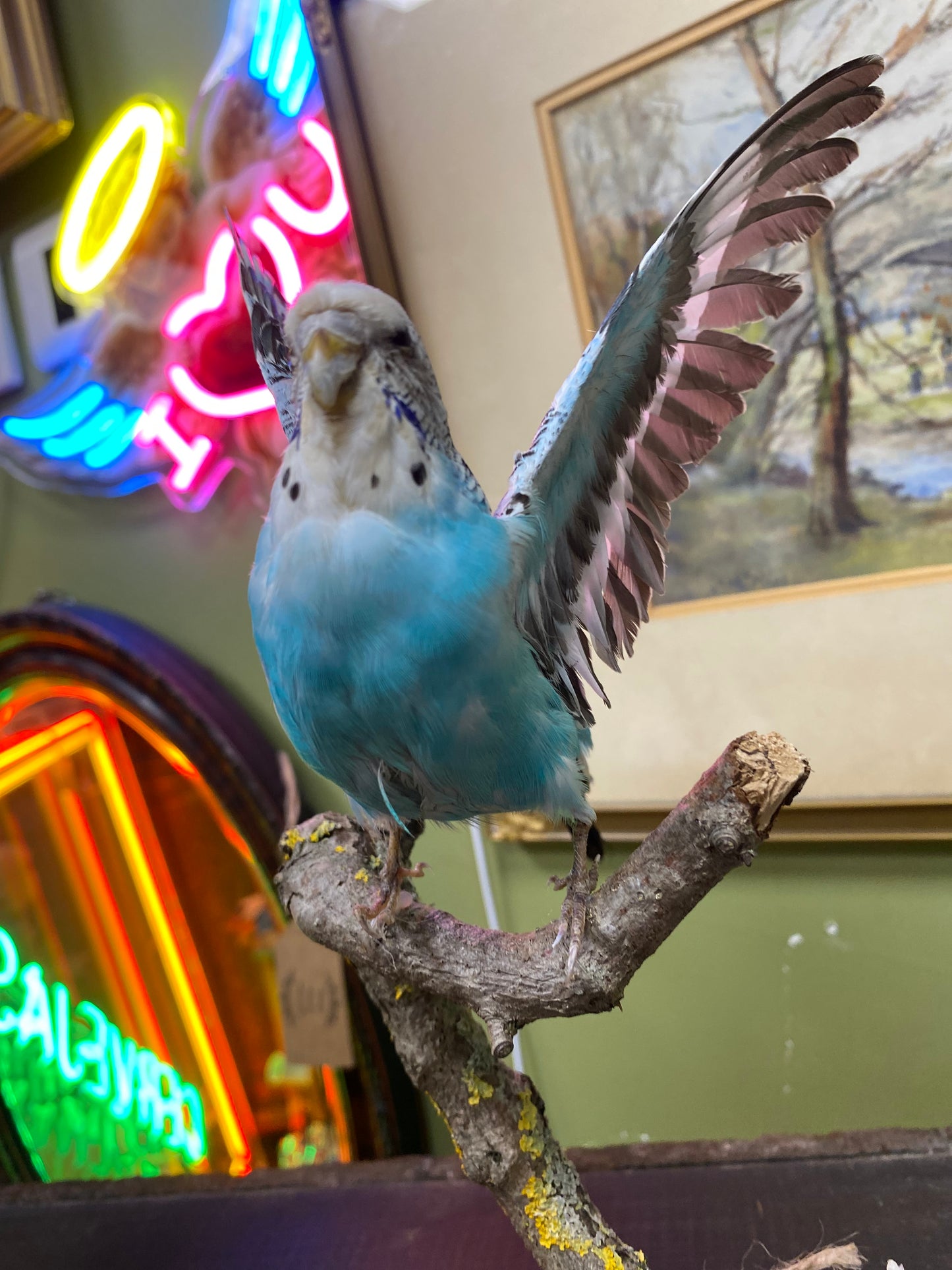 Taxidermy blue budgie on naturalistic base