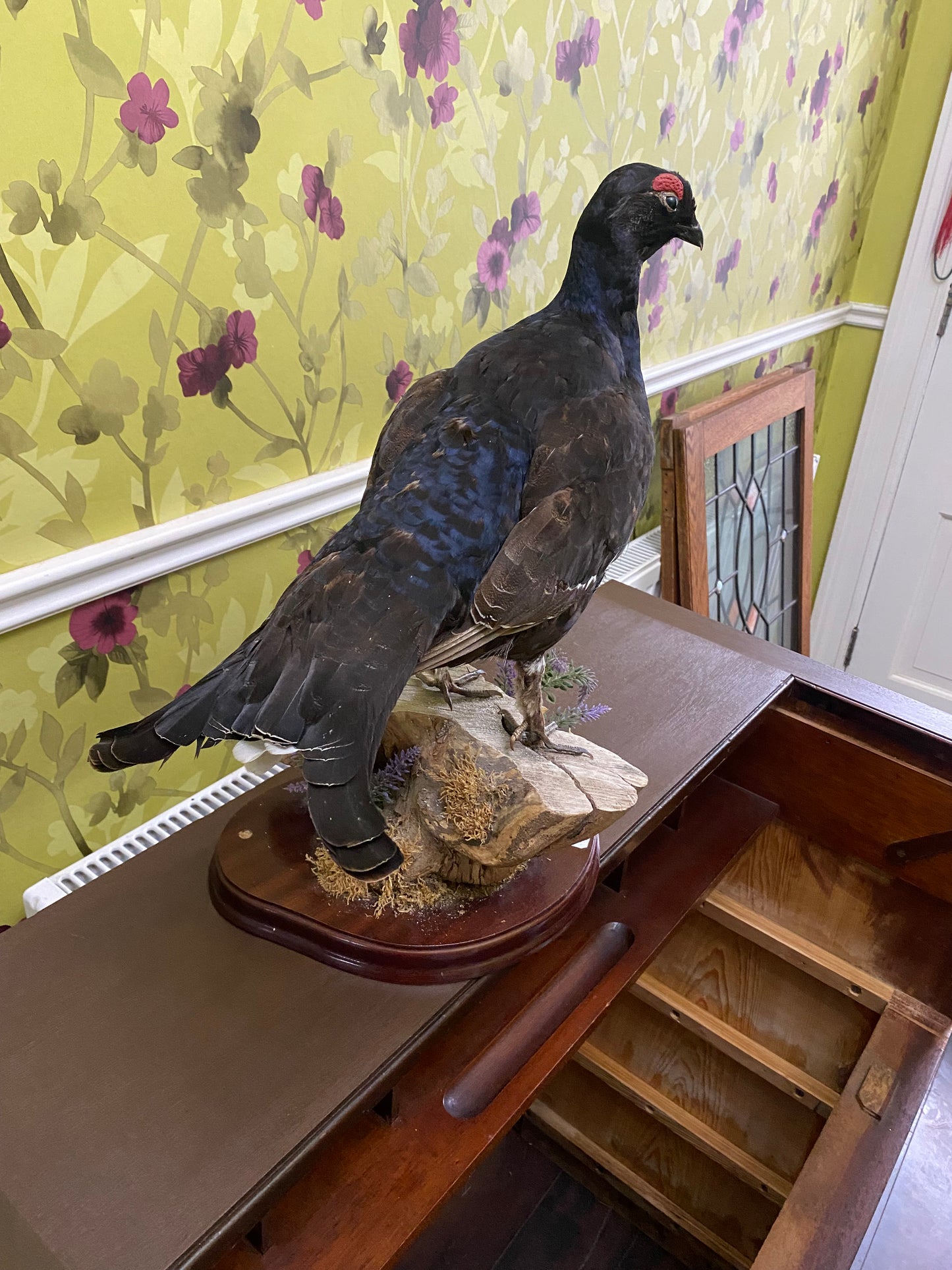 Rare mounted taxidermy of a black Grouse