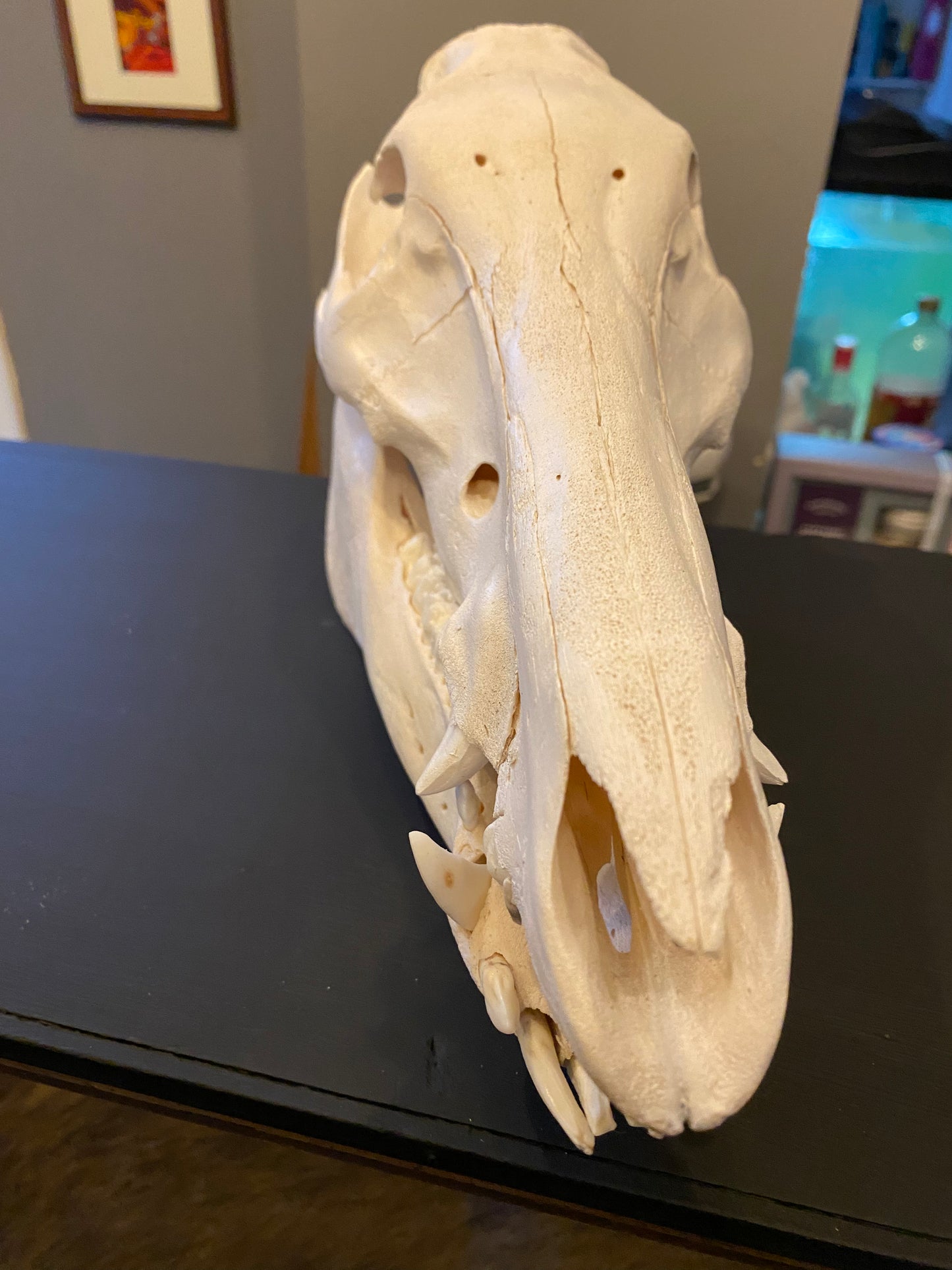 Large adult boar skull