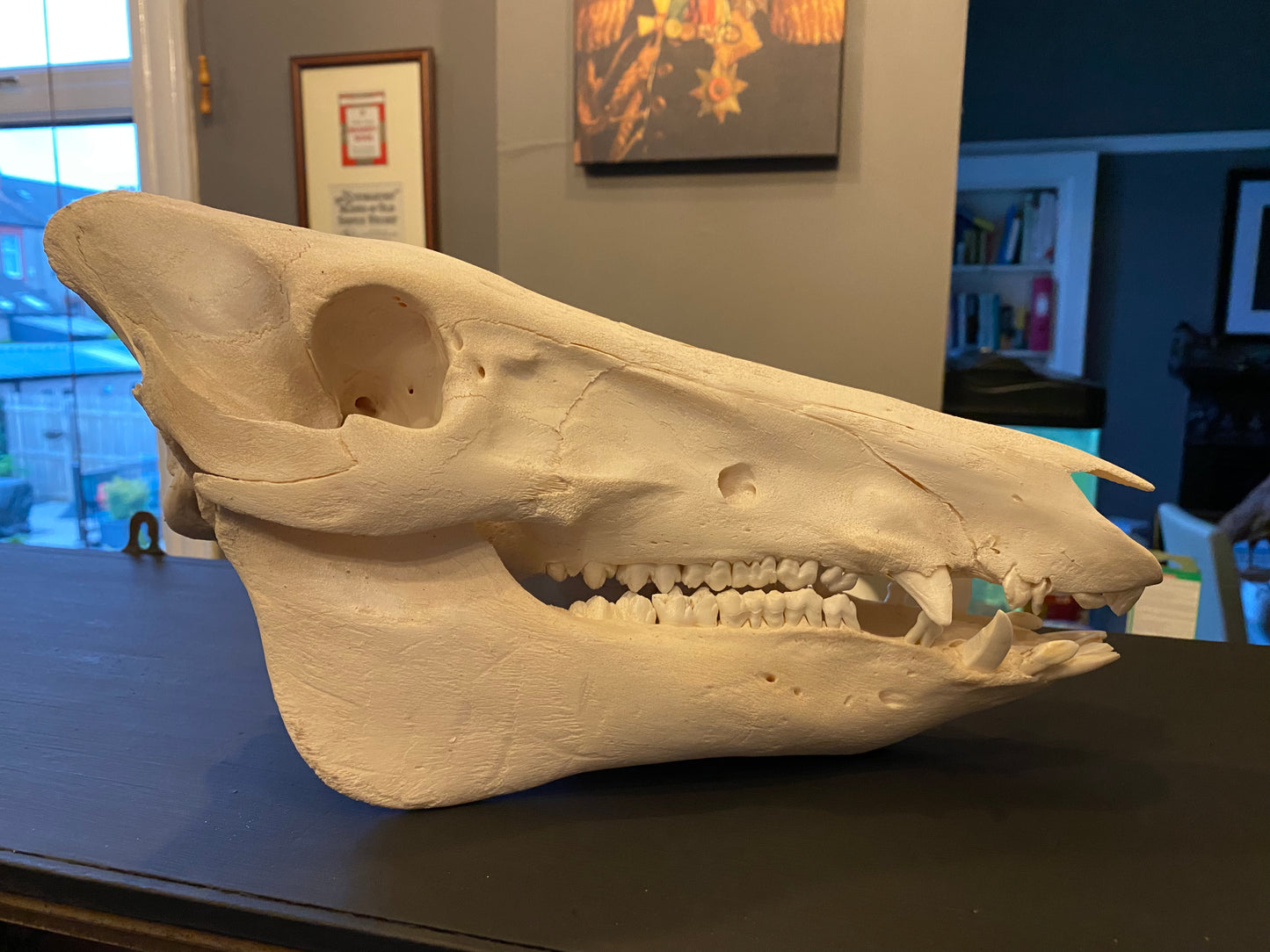 Large adult boar skull