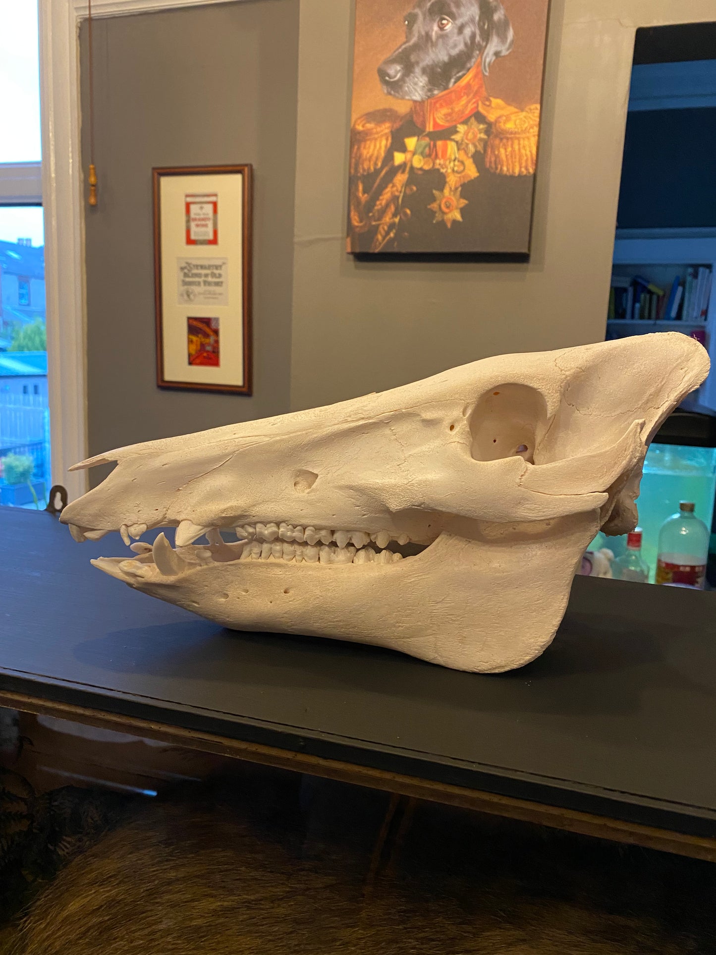 Large adult boar skull